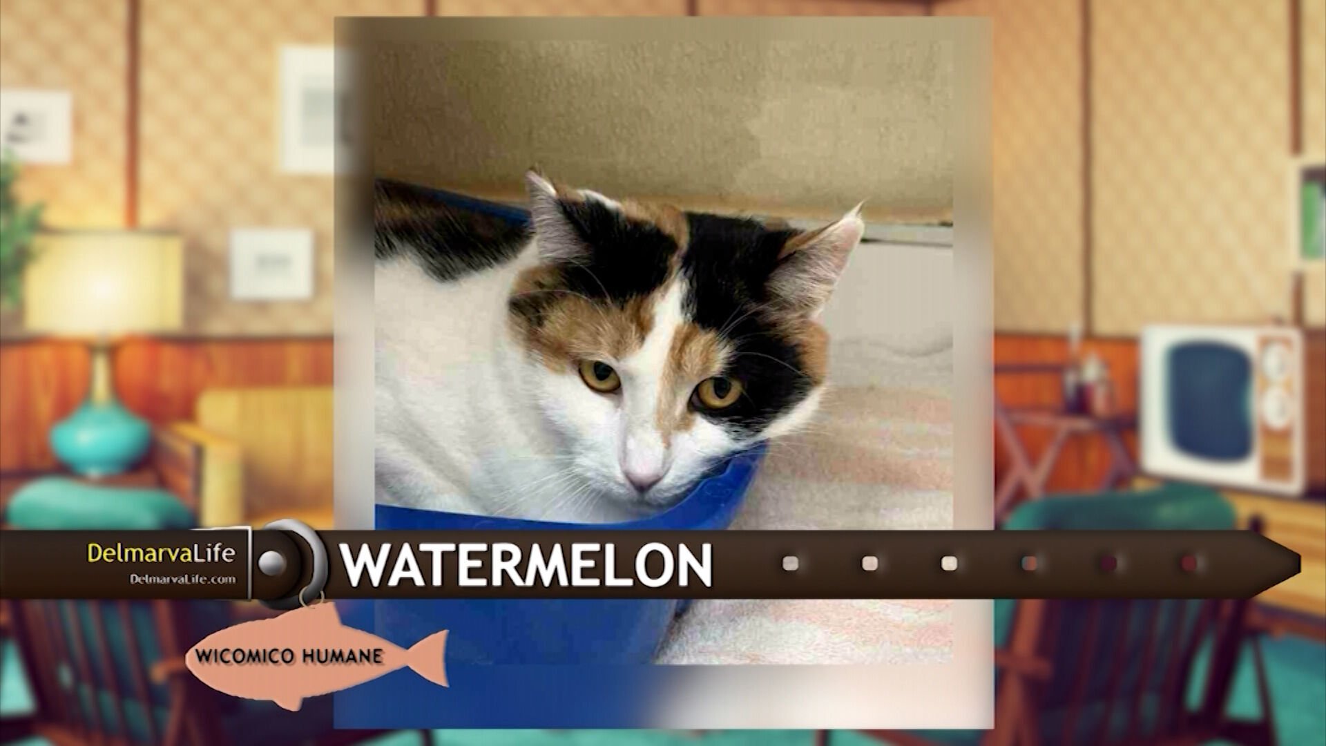 Pet Connect - 10/24/25